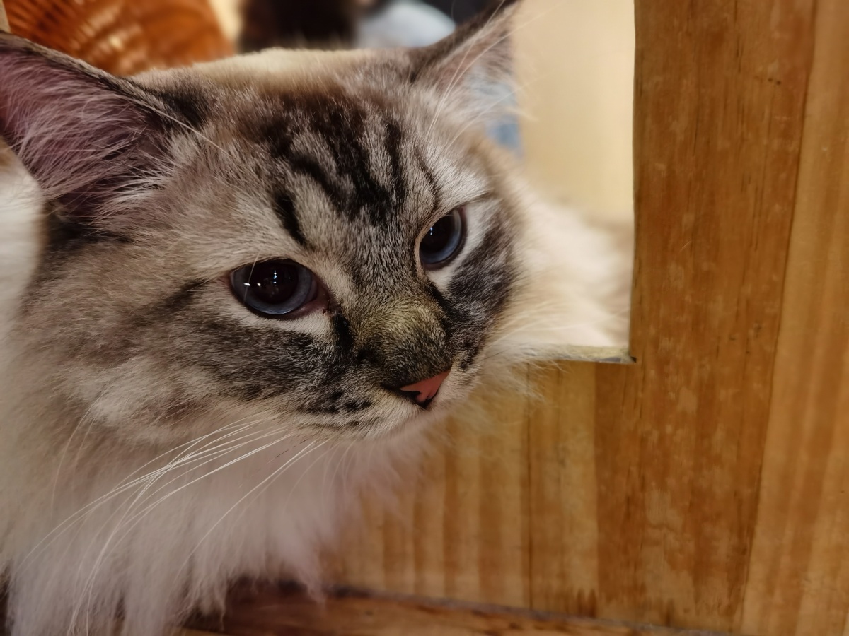 治愈系蠢萌蠢萌小猫咪