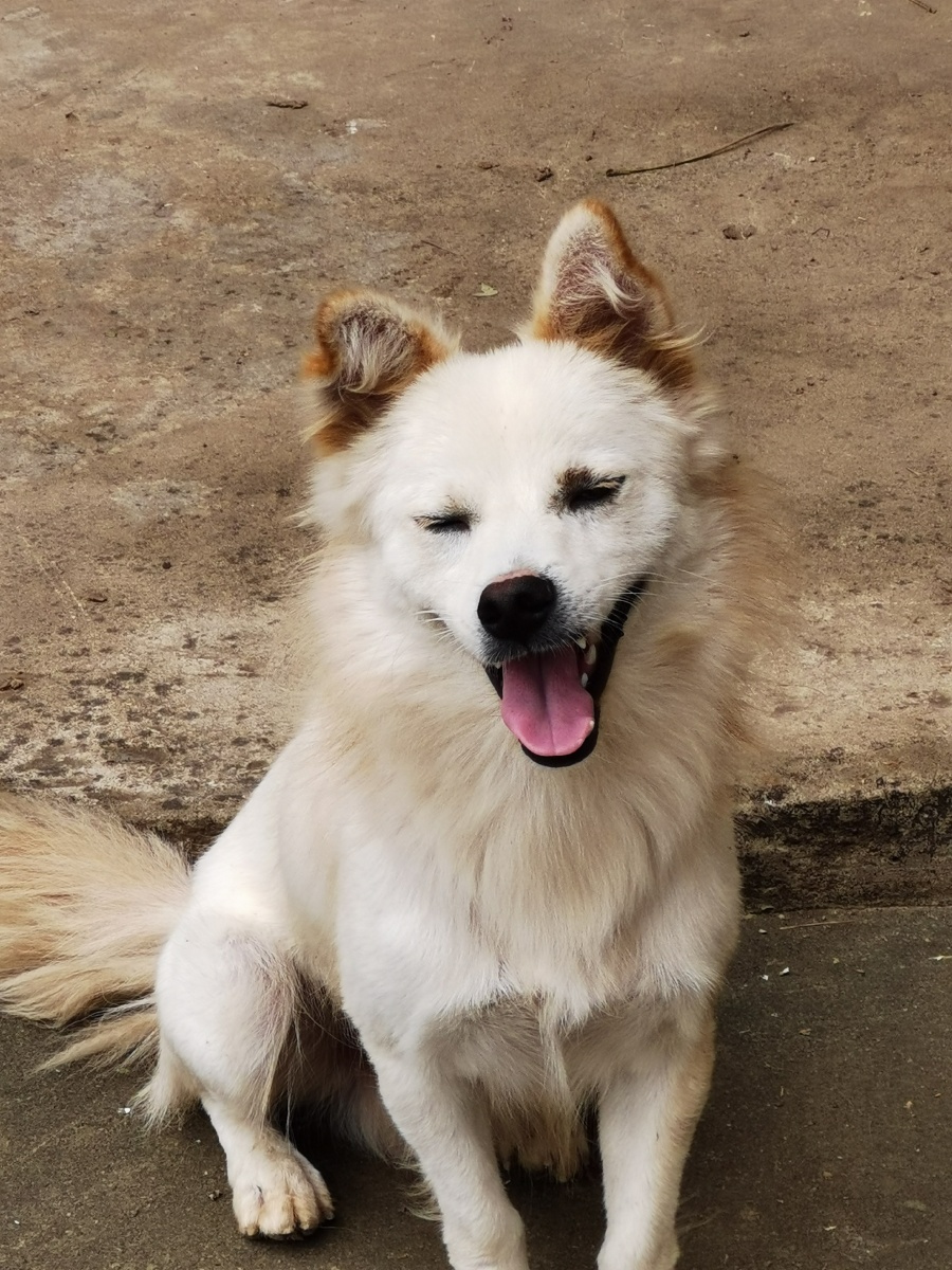 治愈系蠢萌蠢萌小猫咪