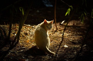 DSC_0200.jpg