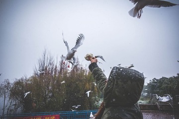 _NL11136