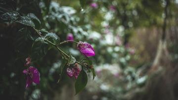 _NL11172