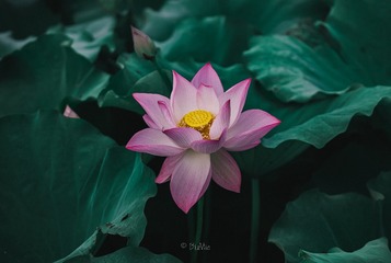 1000032605