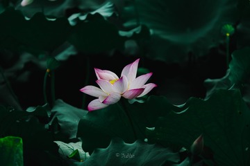 1000032603