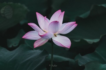 1000032604