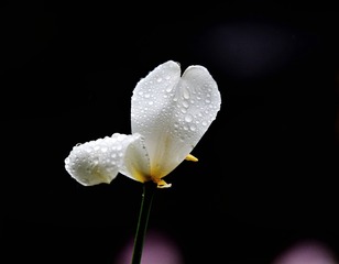 16098