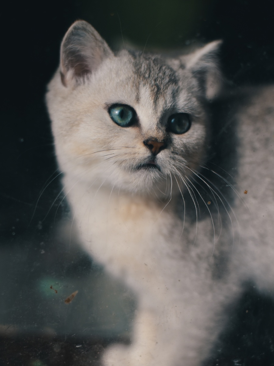 猫- 逆光海星 - 图虫网 - 优质摄影师交流社区
