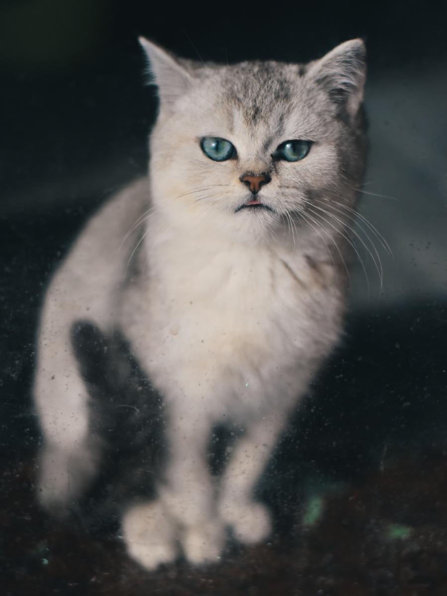 猫- 逆光海星 - 图虫网 - 优质摄影师交流社区