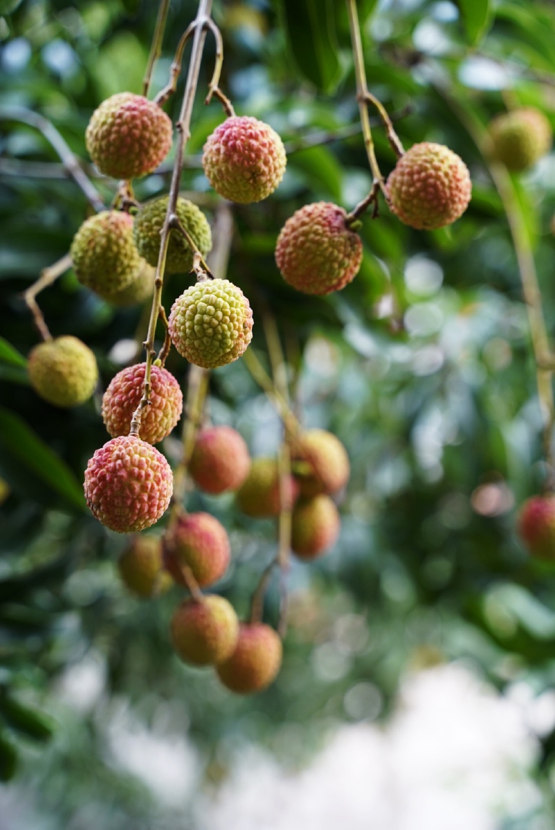 小院里的荔枝来到广东才知道原来很多人夏天吃荔枝是不用买的自己有