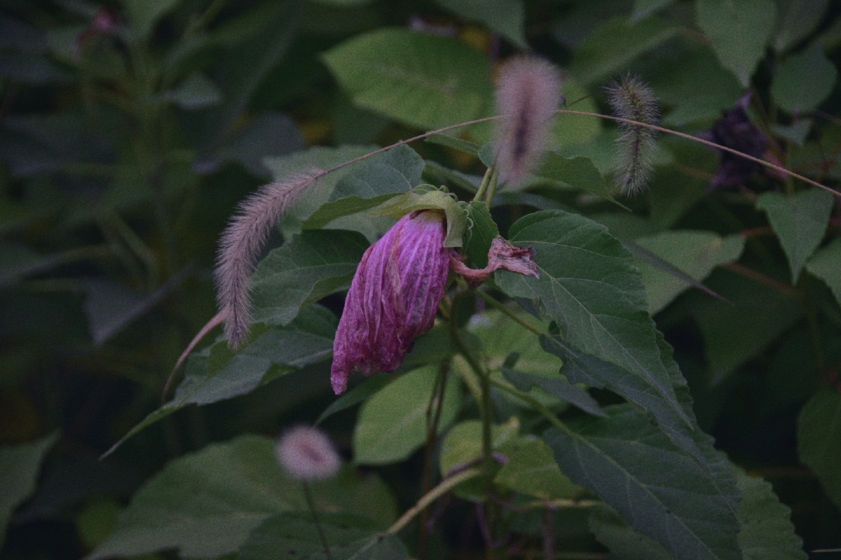 花开花谢落叶归根