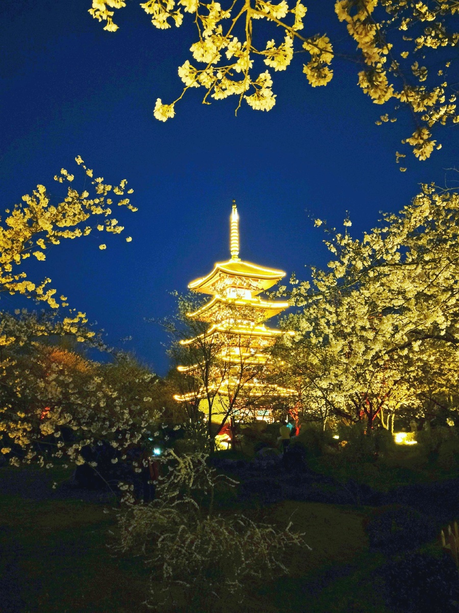 东湖樱花园的夜景宛如人间仙境