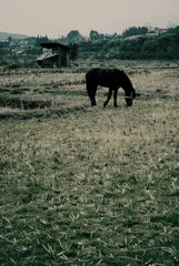 nEO_IMG_DSC_1627.jpg