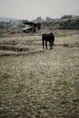 nEO_IMG_DSC_1626.jpg