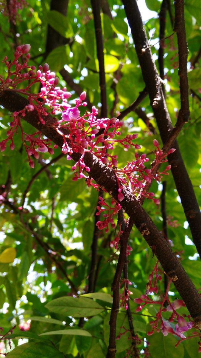 不知道杨桃花还这么美