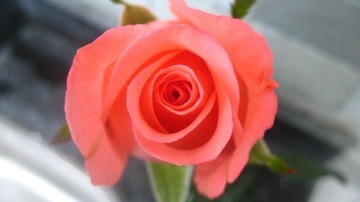 IMG_5195.JPG