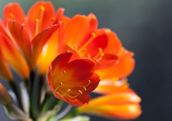 IMG_2960.jpg