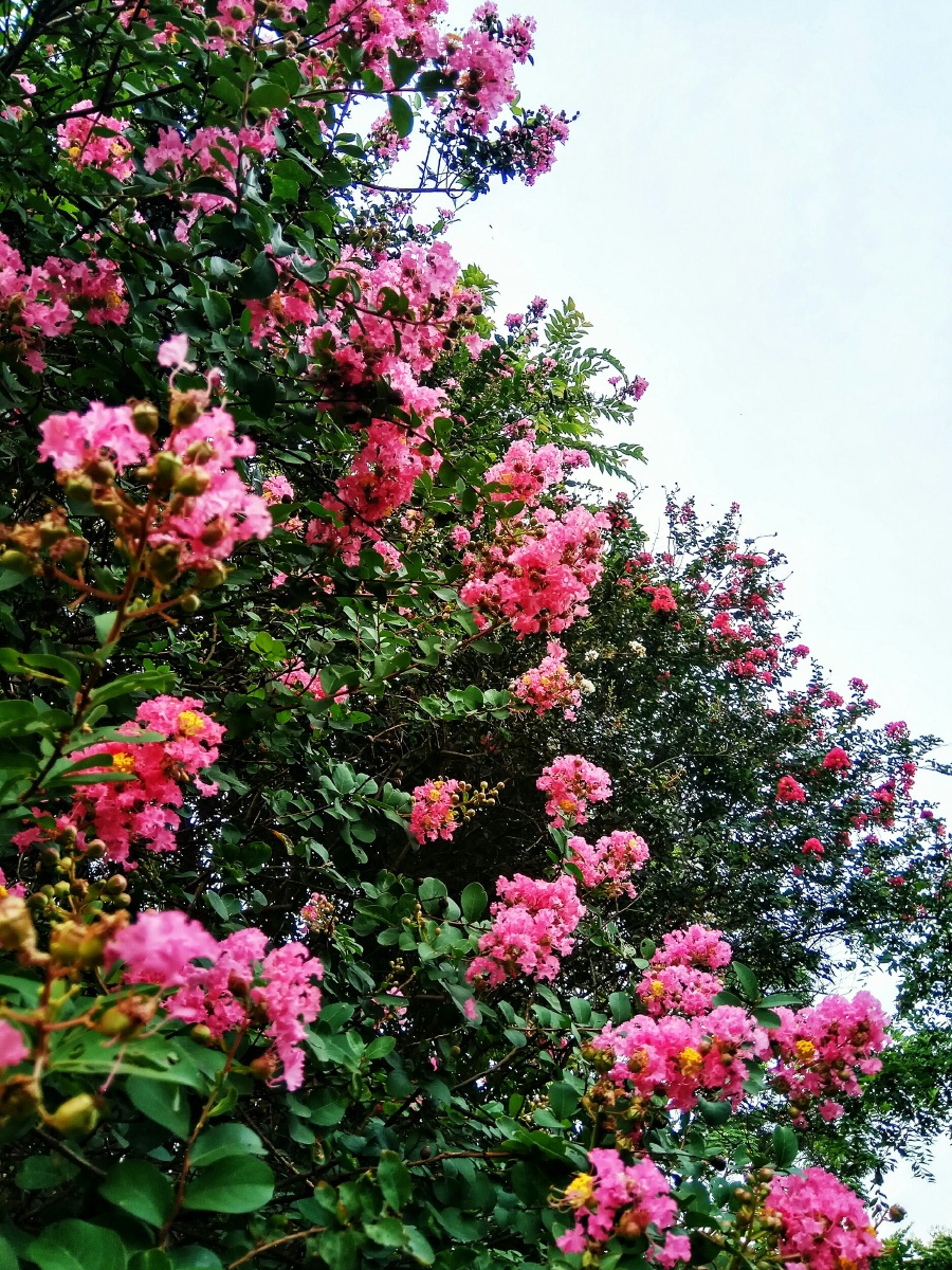 盛世花开满园庭