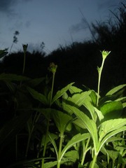 DSCN3885.JPG