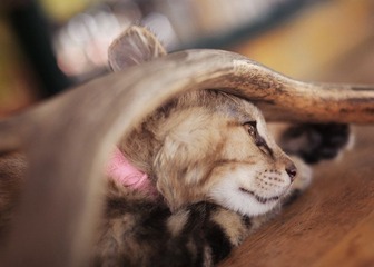 “DSC_0058”为智能对象-1.jpg