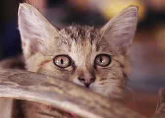 “DSC_0060”为智能对象-1.jpg