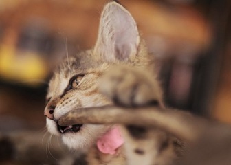 “DSC_0063”为智能对象-1.jpg