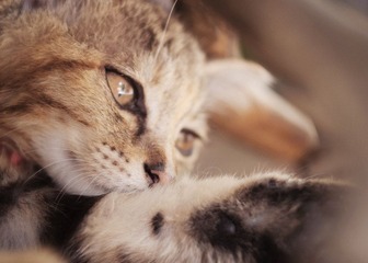 “DSC_0071”为智能对象-1.jpg