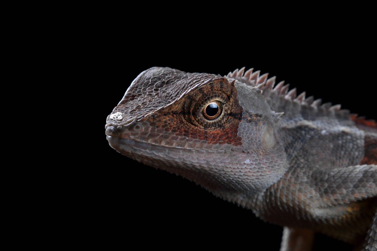 1/122唯卓仕"夏日时光"摄影大赛2021夏天摄影大赛四脚蛇爬行动物