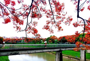 《凤凰花开红满天》