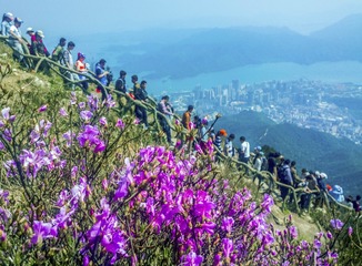 《山花烂漫》