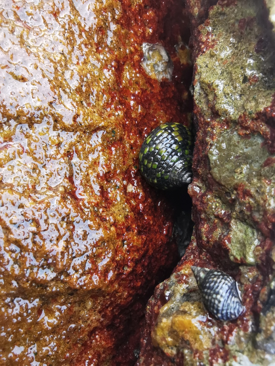 深圳小梅沙岩石缝隙里生活的螺