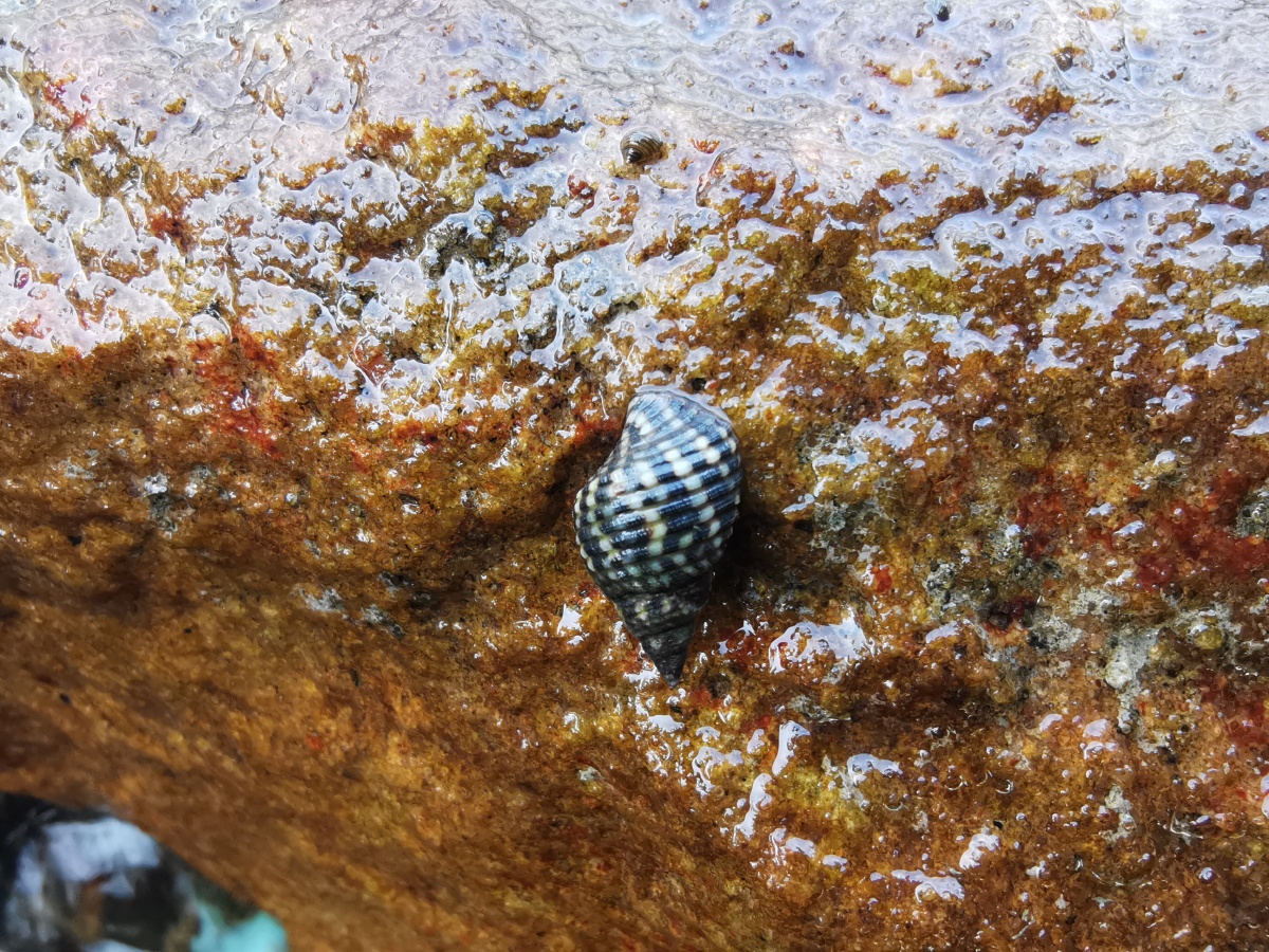 深圳小梅沙岩石缝隙里生活的螺