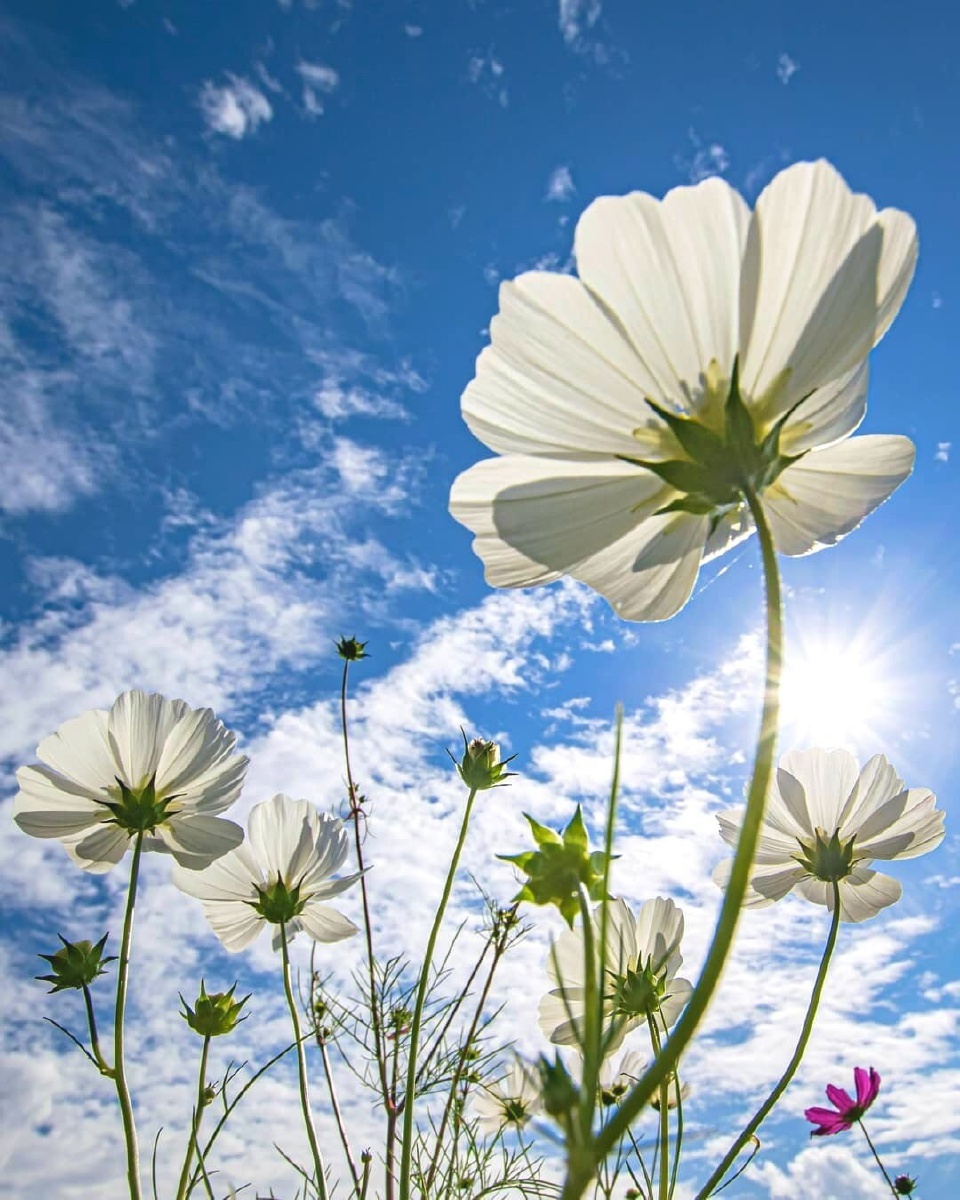 看看小花. - 六辰卍 - 图虫