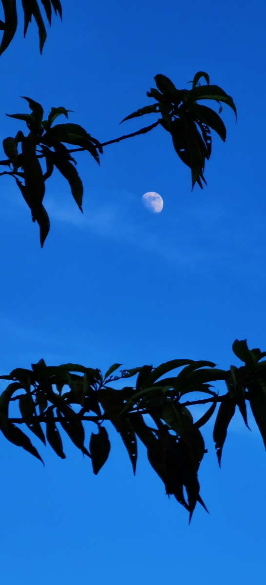 半月当空傍晚即景晚风轻拂天空高淡云似纱半月挂