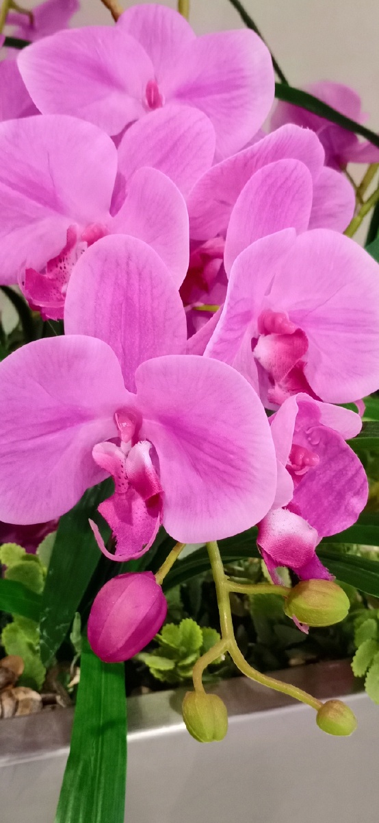 美丽的姑娘千千万,花中属你最好看!