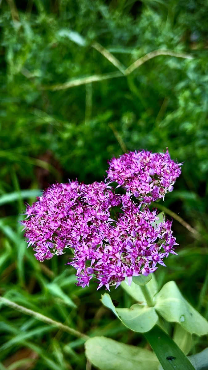 八宝景天花 - 福猴 - 图虫