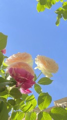 08F3A291-B722-458A-8BD4-D82AC9E28888/L0/001