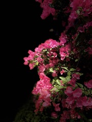 4E681EBB-E3AC-4454-B0D1-0191D296811B/L0/001