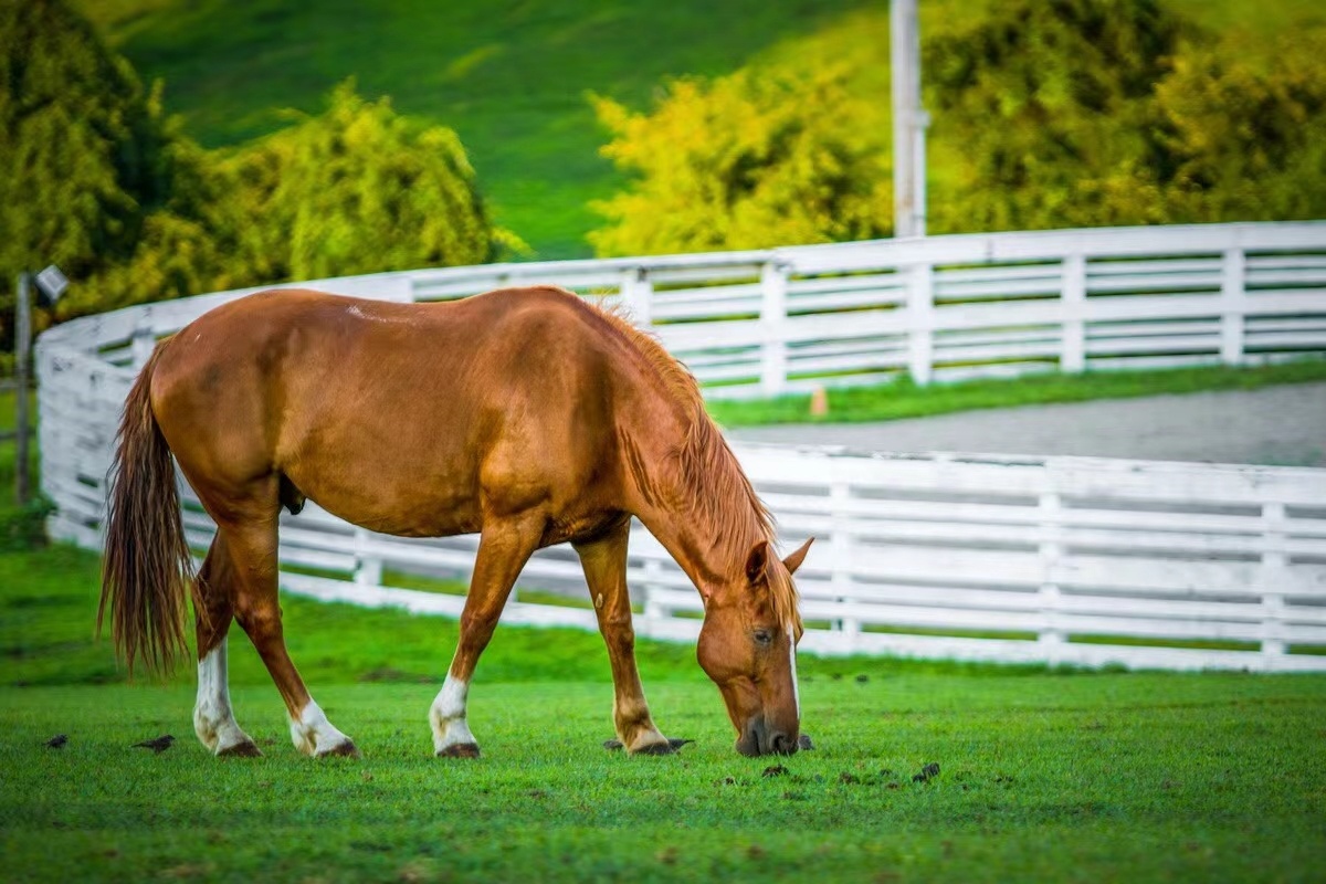 马到功成~人间情多! - 摄影师colin森林 - 图虫