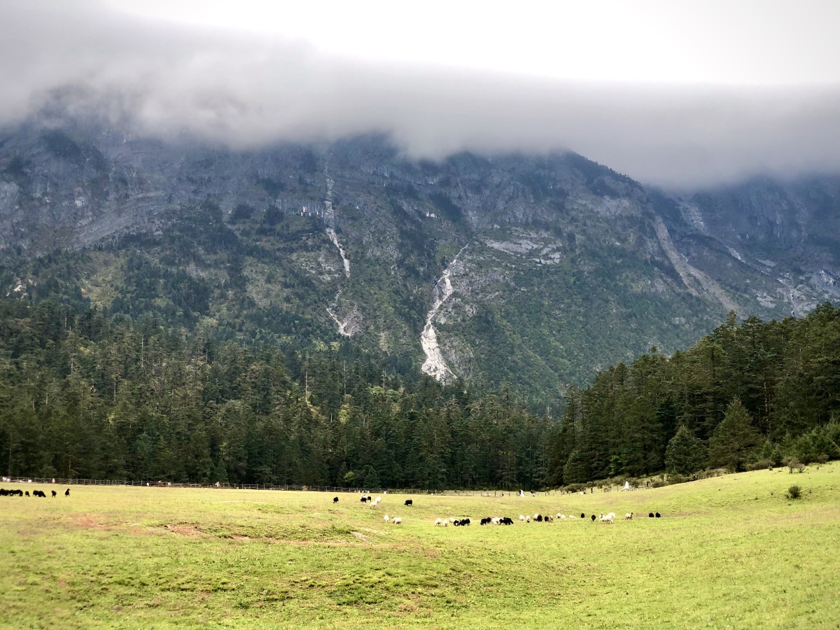 云南丽江玉龙雪山云杉坪
