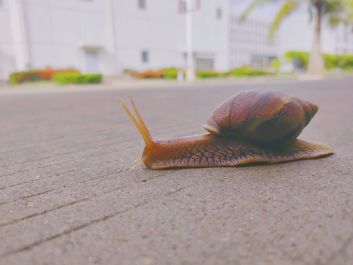 南方的蜗牛