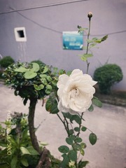 78CDCF42-EF9D-4C39-8E5C-F3CBA12F408F/L0/001