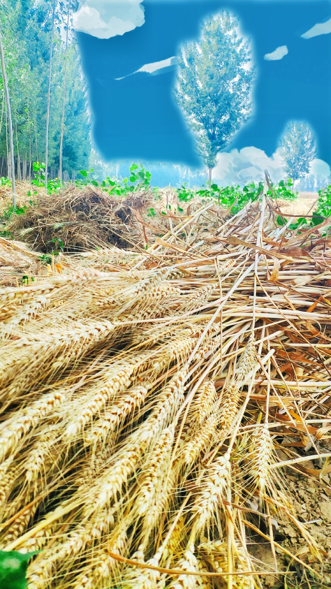 小米8手机拍摄现在正是北方小麦夏收季节今天去田地干活随手一拍带