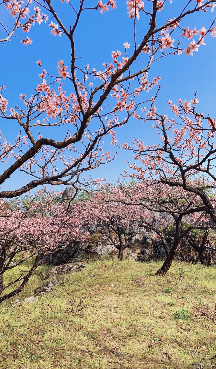 阳春三月东岭石林的桃园美景