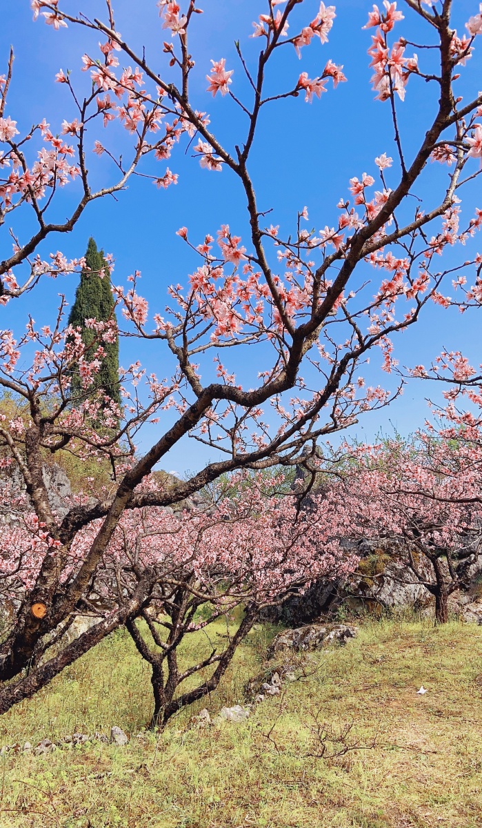 阳春三月东岭石林的桃园美景