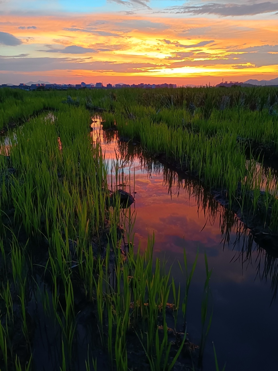 一组夕阳稻田手机原图