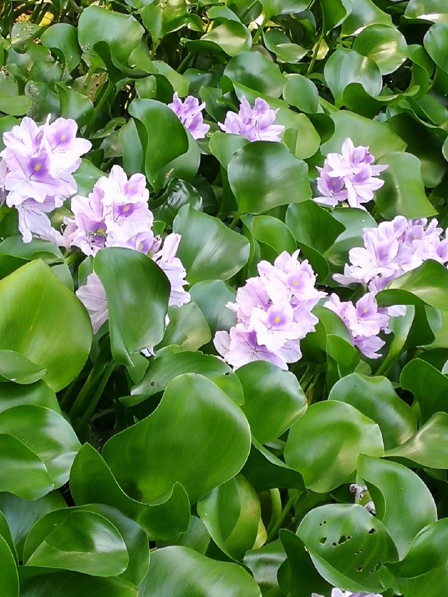 水葫芦花盛开宛如花仙子