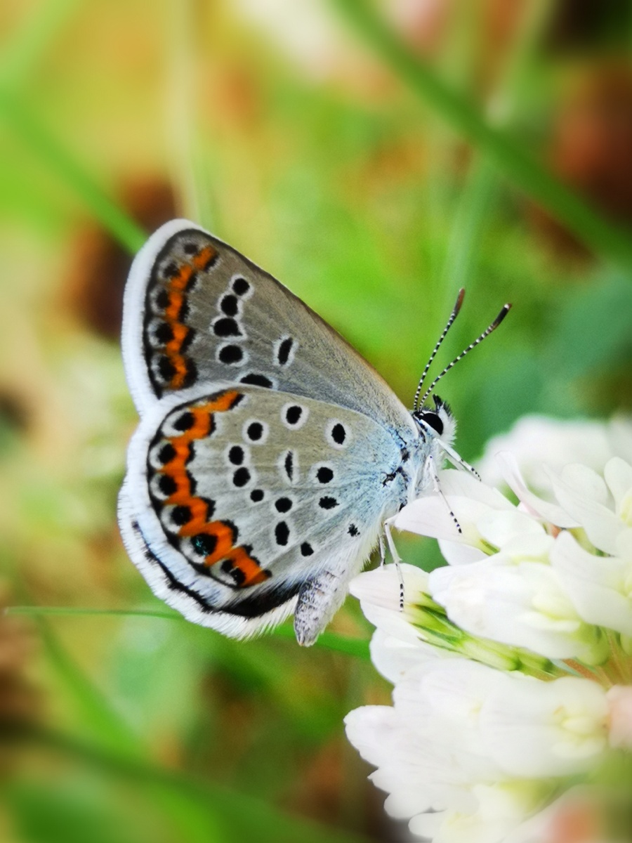 不起眼的小粉蝶原来是如此美丽