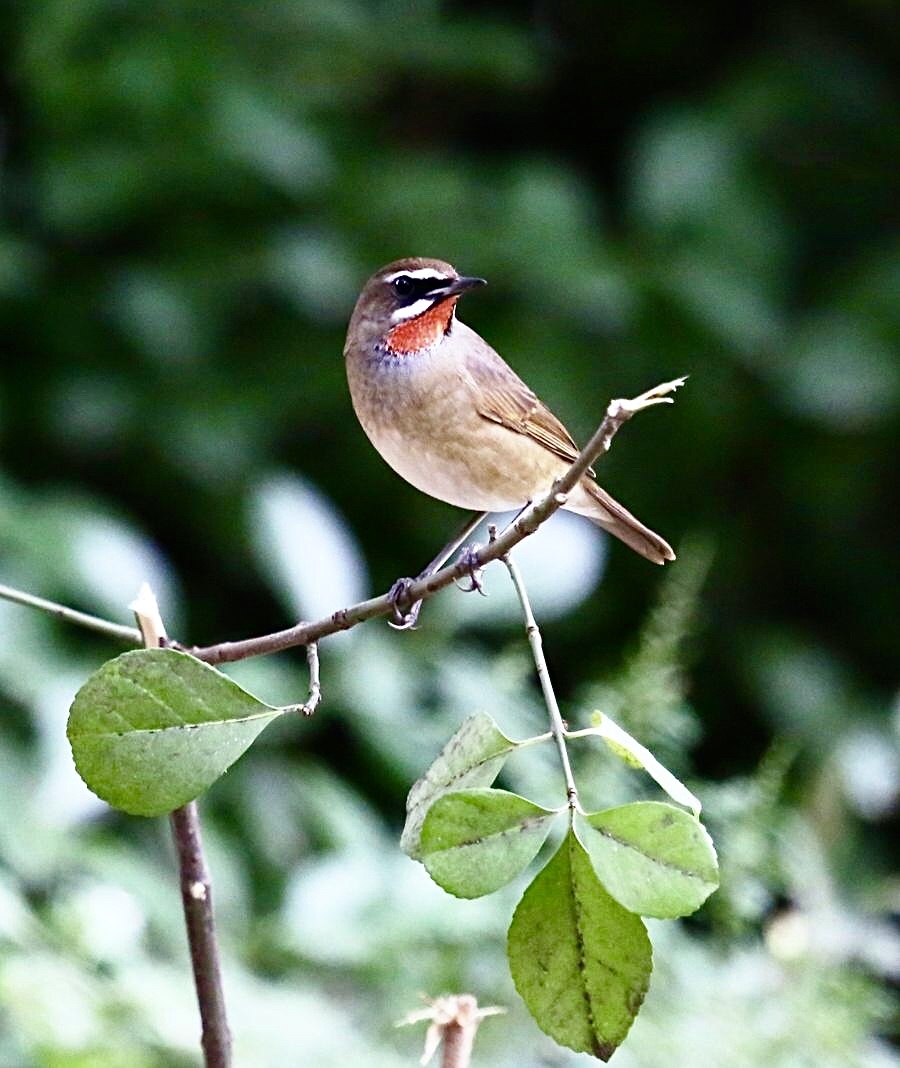 人闲桂花落夜静春山空月出惊山鸟时鸣春涧中