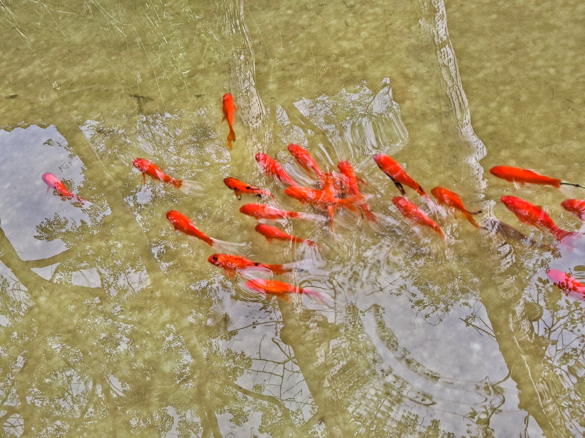 鱼戏水中,树姿倒映.