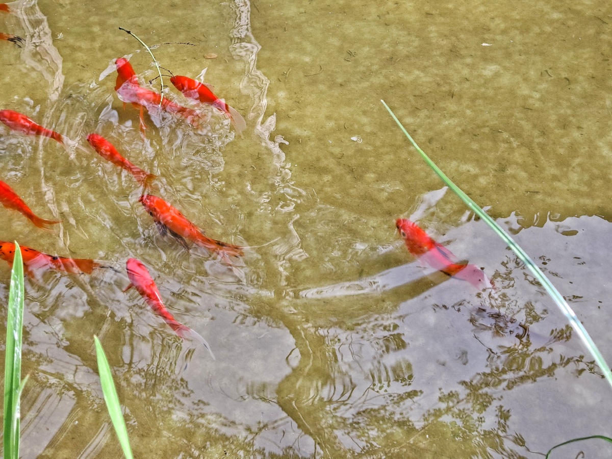 鱼戏水中,树姿倒映.