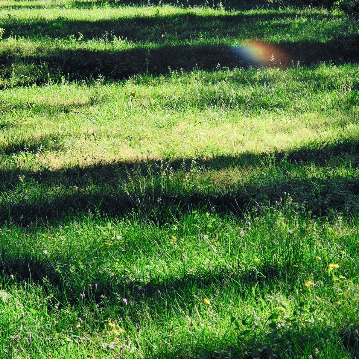 早上的阳光透过层层树叶洒在草坪上,形成斑驳陆离的光影…… - 赵有才